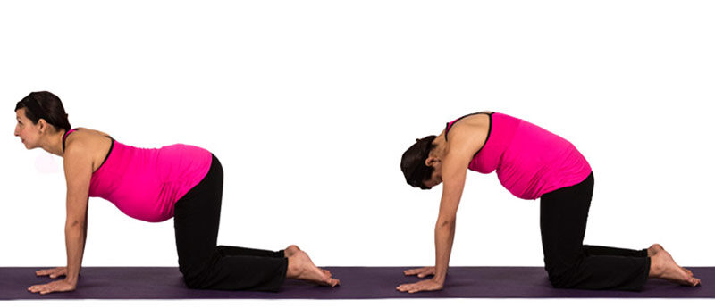 cat cow pose Pregnancy Exercises