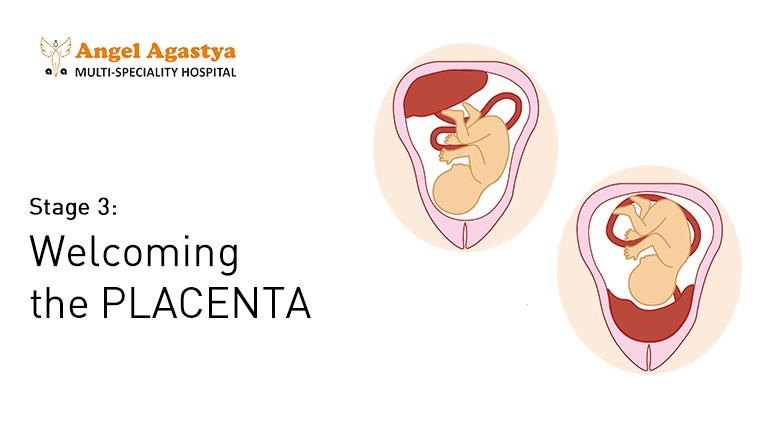 Stage 3: Welcoming the Placenta