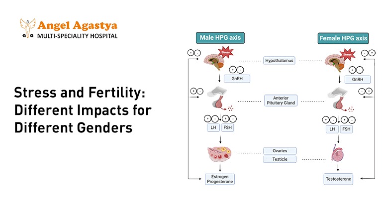 Stress and Fertility: Different Impacts for Different Genders