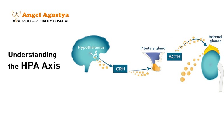 Understanding the HPA Axis for Stress and Fertility