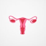 Minimalist graphic illustration of the female reproductive system in shades of pink on a white background.