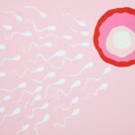 Artistic representation of sperm cells swimming towards an egg on a pink background, illustrating fertilization.