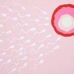 Artistic representation of sperm cells swimming towards an egg on a pink background, illustrating fertilization.